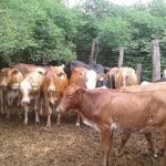 Se amplía “banda” de abigeato, tendría un botín de cinco millones en vacas