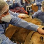 Docentes, graduados y estudiantes de la UNVM participaron de la intervención al león «Tango»