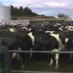 Nueva Zelanda: la lechería requiere 1500 empleados internacionales en 2022