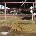 Mitos y verdades: ¿Cuál es el impacto ambiental de la lechería?