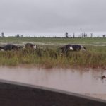 Un rayo mató 20 vaquillonas en Morteros