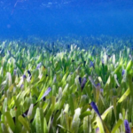 El hallazgo por accidente de la planta más grande del mundo