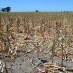 Alerta por la “sequía severa”: temen que 7 millones de hectáreas dejen de ser productivas