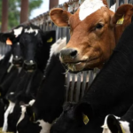 Brasil confirmó un caso de vaca loca y cerró sus exportaciones de carne a China