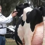 La Nación: Quién era Daniel Martinengo, el jurado de exposiciones asesinado en la puerta de un bar