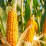 Aprobación: la Argentina podrá exportar maíz a China, un comprador cada vez más importante