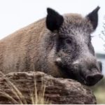 “Extraordinaria noticia”: en una provincia declararon plaga al jabalí y a otras especies invasoras y se avanzará con su caza