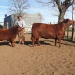 Nueva Miss Mundo: una vaca argentina dio el batacazo en una exclusiva competencia y es la mejor en su raza