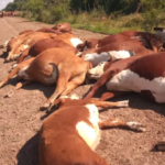 “Gran susto”: cayó un poste de luz, electrocutó a 16 vacas y cuatro personas se salvaron milagrosamente de morir