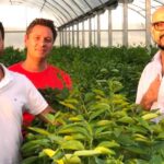 Lo trajo Sarmiento: ya se producen 4000 toneladas del superfruto que tiene como “embajador” a Abel Pintos