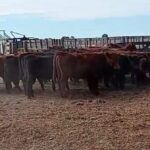 Recuperaron los 48 novillos robados en el norte de Córdoba