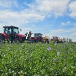 Más Alfalfa en Acción para debatir la calidad en ExpoAlfa en Pozo del Molle y Carrilobo