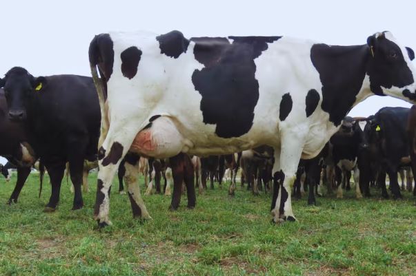 Vacas lecheras