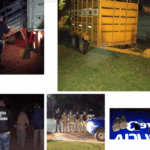 Alicia: roban 45 terneros en un campo rural y recuperan parte del ganado en Las Varas