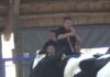 Remate de vaquillonas en la Fiesta Provincial del Holando de Pozo del Molle