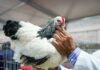 Luego de cuatro años sin participar, las aves regresaron a Palermo: “Le dan color y sonido al pabellón”