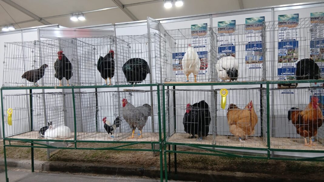 Aves en la Rural