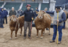 El carnero Tim Payne y la vaca Tini Tini, que nació en el barrio de Palermo, fueron los primeros animales en llegar a la Exposición Rural