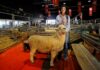 “Mi papá estaría orgulloso”: Florencia Gibson participa de la Expo Rural desde hace más de 4 décadas y este año fue protagonista de la llegada del primer ovino