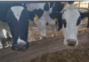 Montó un sistema inédito en un tambo de Argentina con resultados «increíbles», dándole valor a los residuos de la producción de leche