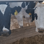 Montó un sistema inédito en un tambo de Argentina con resultados «increíbles», dándole valor a los residuos de la producción de leche
