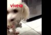Morita, la perrita que se salvó de milagro