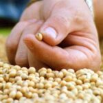 Ley de semillas: el Gobierno convoca al campo y a la industria para enviar el proyecto al Congreso en un mes