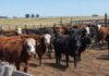 Rancul: una presunta estafa ganadera de $600 millones con casi 590 animales y cheques sin fondos