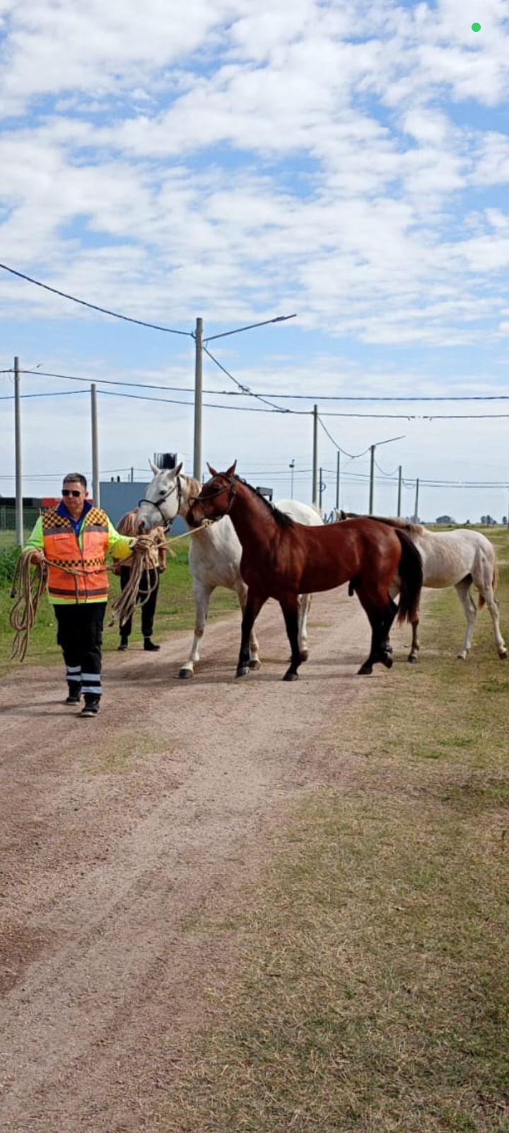 guardia urbana con caballos